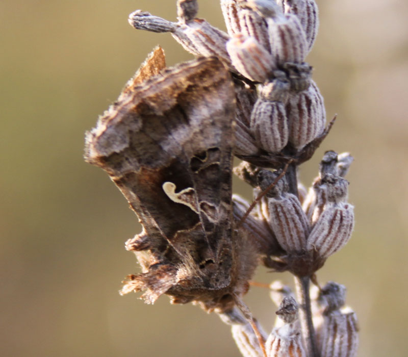 identificazione farfalla